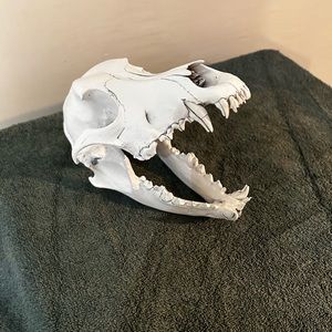 Coyote Skull New Mexico